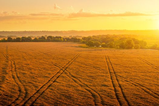 Top view of a sunset or sunrise in an agricultural field with ears of young golden rye on a sunny day. Rural landscape.