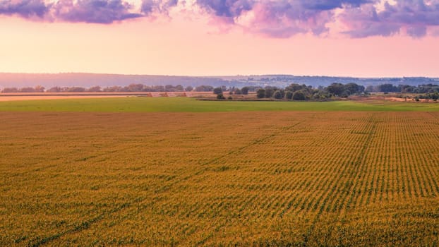 Top view to the rows of young corn in an agricultural field at twilight. Rural landscape.