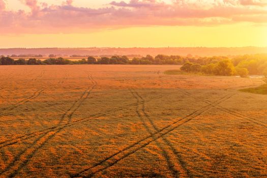 Top view of a sunset or sunrise in an agricultural field with ears of young golden rye on a sunny day. Rural landscape.