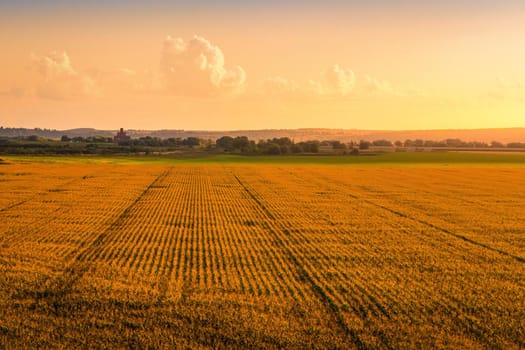 Top view to the rows of young corn in an agricultural field at sunset or sunrise. Rural landscape.