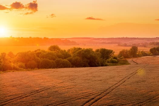 Top view of a sunset or sunrise in an agricultural field with ears of young golden rye on a sunny day. Rural landscape.