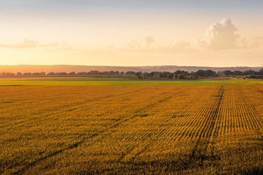 Top view to the rows of young corn in an agricultural field at sunset or sunrise. Rural landscape.