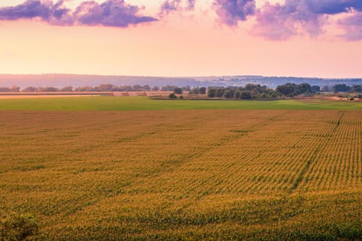 Top view to the rows of young corn in an agricultural field at twilight. Rural landscape.