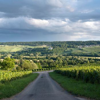 vineyards in countryside of marne valley south of reims in french region champagne ardenne