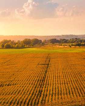 Top view to the rows of young corn in an agricultural field at sunset or sunrise. Rural landscape.