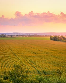 Top view to the rows of young corn in an agricultural field at twilight. Rural landscape.