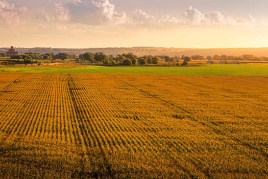 Top view to the rows of young corn in an agricultural field at sunset or sunrise. Rural landscape.