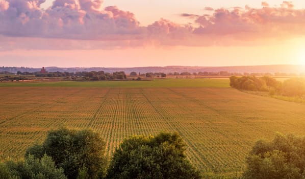 Top view to the rows of young corn in an agricultural field at twilight. Rural landscape.