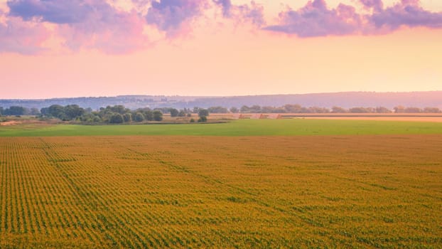 Top view to the rows of young corn in an agricultural field at twilight. Rural landscape.