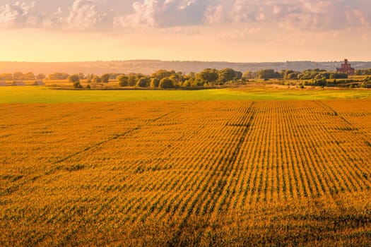 Top view to the rows of young corn in an agricultural field at sunset or sunrise. Rural landscape.