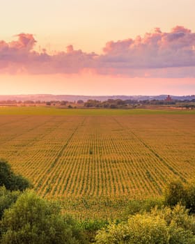 Top view to the rows of young corn in an agricultural field at twilight. Rural landscape.