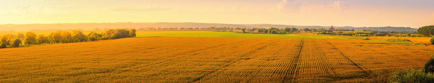 Top view to the rows of young corn in an agricultural field at sunset or sunrise. Rural panorama.