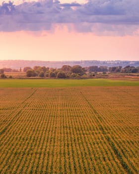 Top view to the rows of young corn in an agricultural field at twilight. Rural landscape.