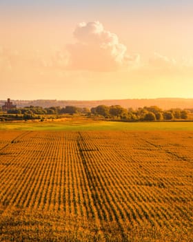 Top view to the rows of young corn in an agricultural field at sunset or sunrise. Rural landscape.