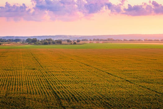 Top view to the rows of young corn in an agricultural field at twilight. Rural landscape.