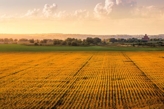 Top view to the rows of young corn in an agricultural field at sunset or sunrise. Rural landscape.