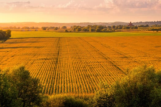 Top view to the rows of young corn in an agricultural field at sunset or sunrise. Rural landscape.