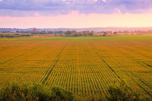 Top view to the rows of young corn in an agricultural field at twilight. Rural landscape.