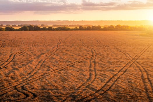 Top view of a sunset or sunrise in an agricultural field with ears of young golden rye on a sunny day. Rural landscape.