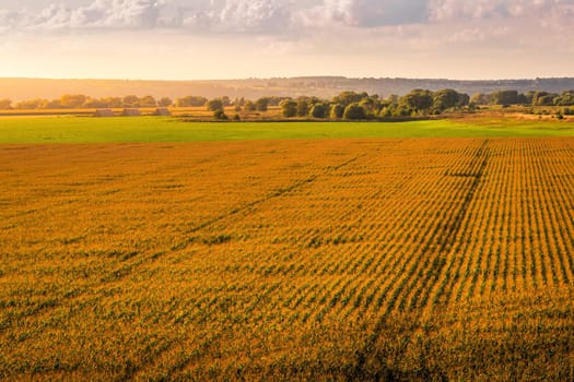 Top view to the rows of young corn in an agricultural field at sunset or sunrise. Rural landscape.