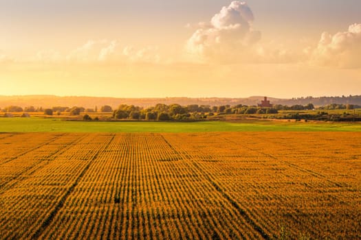 Top view to the rows of young corn in an agricultural field at sunset or sunrise. Rural landscape.