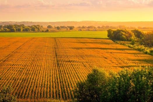 Top view to the rows of young corn in an agricultural field at sunset or sunrise. Rural landscape.