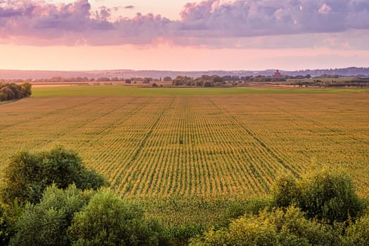 Top view to the rows of young corn in an agricultural field at twilight. Rural landscape.