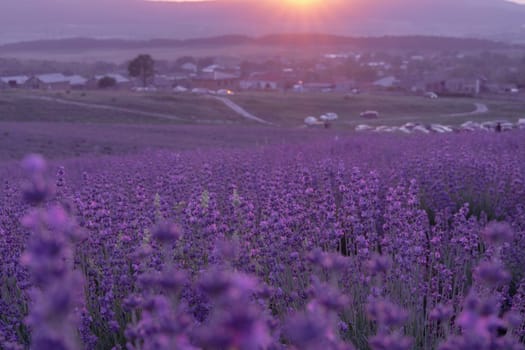 Lavender flower background. Violet lavender field sanset close up. Lavender flowers in pastel colors at blur background. Nature background with lavender in the field