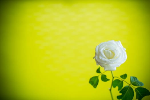 Beautiful blooming white rose flower isolated on green background.