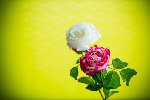 Flower bouquet of white, red roses isolated on green background.