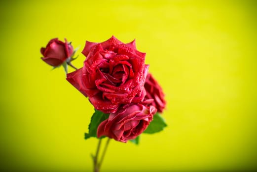 Flowers of beautiful blooming red rose isolated on green background.