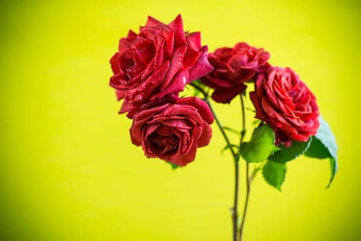 Flowers of beautiful blooming red rose isolated on green background.