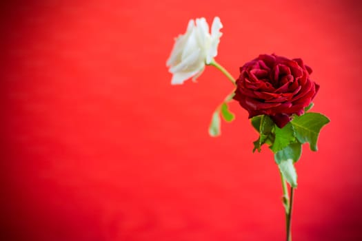 Flowers of a beautiful blooming red and white rose isolated on a red background.