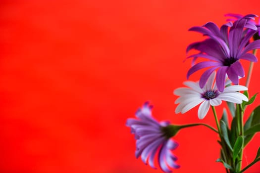 Beautiful white and purple Osteospermum flowers, isolated on red background