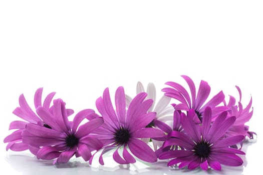 Beautiful white and purple Osteospermum flowers, isolated on white background