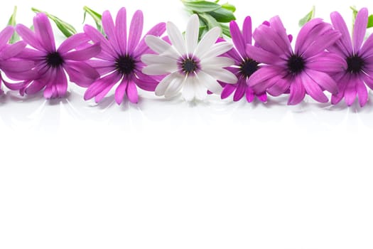 Beautiful white and purple Osteospermum flowers, isolated on white background