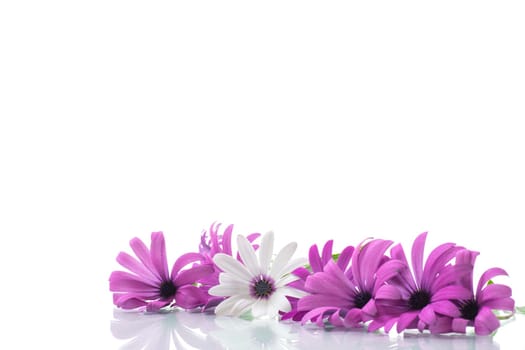 Beautiful white and purple Osteospermum flowers, isolated on white background