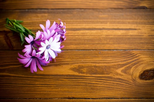 Beautiful white and purple Osteospermum flowers on a wooden background