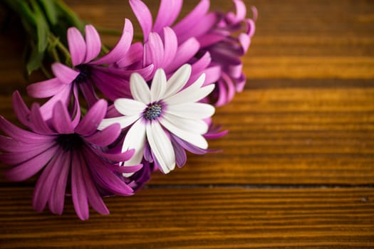 Beautiful white and purple Osteospermum flowers on a wooden background