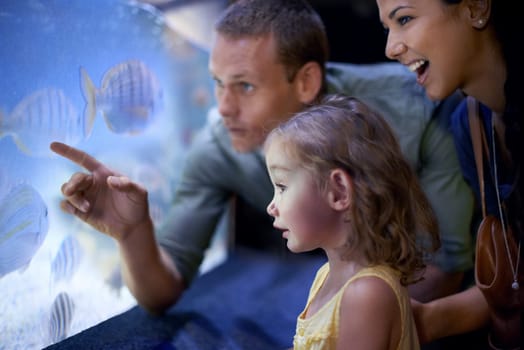 Family, aquarium and girl looking at fish for learning, curiosity and knowledge, education and bonding. Mother, oceanarium and happy child with father watching marine life underwater in fishtank