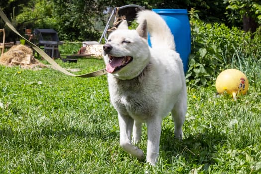 A white husky dog with blue eyes stands on the grass