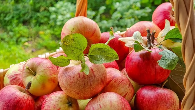 gardening, season, autumn and fruits concept - close up of wicker basket with ripe red apples and leaves on wooden table