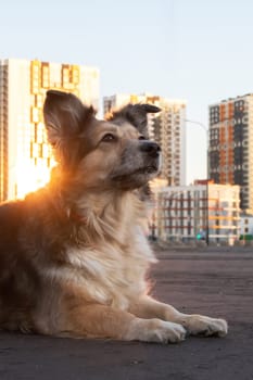 Fluffy dog sitting against the backdrop of modern tall buildings