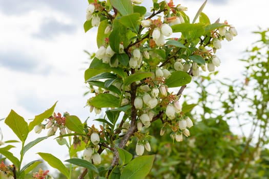 Closeup Blooming Blueberry On Branch, Fertile Bushes Covered With Inflorescence. Big Organic Cluster Of Berries. Farming, Gardening. Horizontal Plane. High quality photo