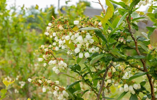 Closeup Flowering Blueberry On Bush, Fertile Plant Covered With Inflorescence. Big Organic Blooming Berries. Farming, Gardening. Horizontal Plane. Copy Space For Text. High quality photo