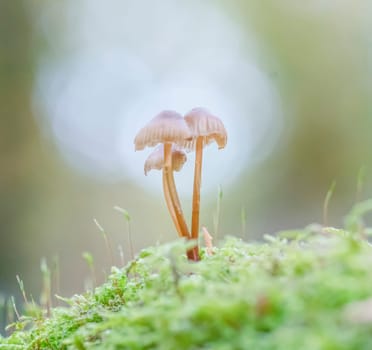 Mushroom on a tree trunk in the forest in bokeh background