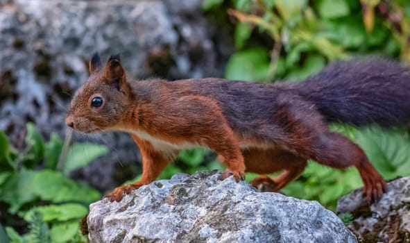 Red squirrel, sciurus vulgaris standing on a rock by day