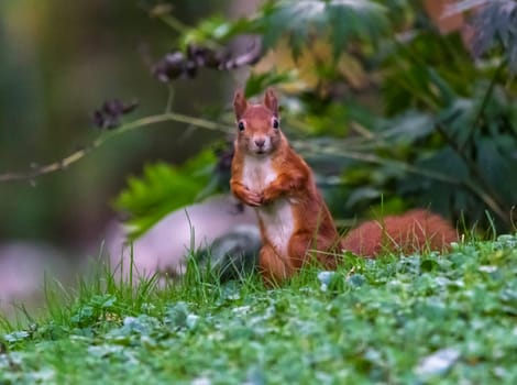 Red squirrel, sciurus vulgaris standing on the grass by day