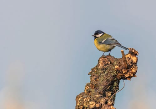 Great tit, parus major, passerine bird standing on a branch by day