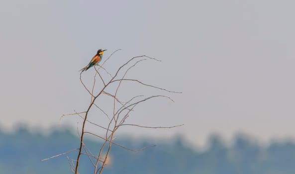 European bee-eater, merops apiaster, bird on a branch by day